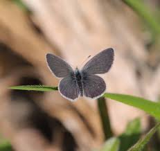 Attēlu rezultāti vaicājumam “Cupido minimus female”