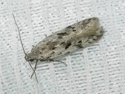 Attēlu rezultāti vaicājumam “Carpatolechia proximella”