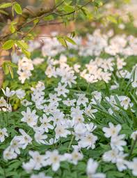 Attēlu rezultāti vaicājumam “Anemone nemorosa bud”