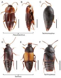 Attēlu rezultāti vaicājumam “Tachyporus sp.”