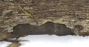 Attēlu rezultāti vaicājumam “Dianema depressum macro”