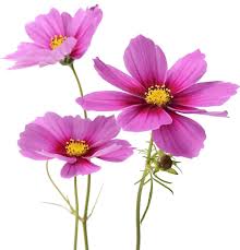 Image result for Cosmos bipinnatus