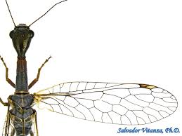 Attēlu rezultāti vaicājumam “Raphidioptera”