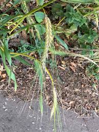 Attēlu rezultāti vaicājumam “Hordelymus europaeus leaf”