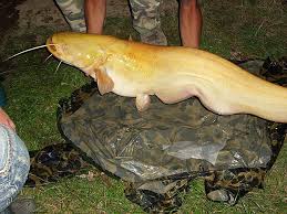 Image result for Silurus glanis