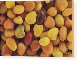 Attēlu rezultāti vaicājumam “Trifolium repens fruit”