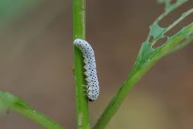 Attēlu rezultāti vaicājumam “Tenthredo mandibularis larva”