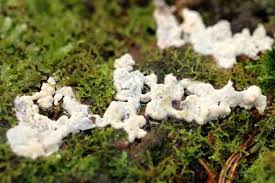 Attēlu rezultāti vaicājumam “Diderma chondrioderma spores”