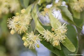 Attēlu rezultāti vaicājumam “Tilia cordata flower”