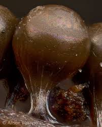 Attēlu rezultāti vaicājumam “Trichia crateriformis”