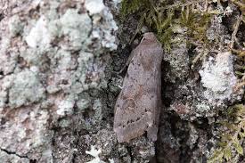 Attēlu rezultāti vaicājumam “Orthosia populeti”