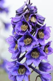 Attēlu rezultāti vaicājumam “Delphinium elatum  bud”