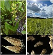 Attēlu rezultāti vaicājumam “Liparis loeselii leaf”