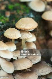 Attēlu rezultāti vaicājumam “Psathyrella pygmaea”