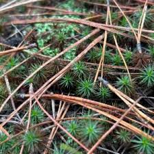 Attēlu rezultāti vaicājumam “Polytrichastrum longisetum”