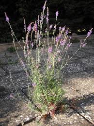 Image result for Linaria purpurea