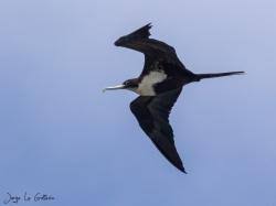 Image result for Fregata aquila