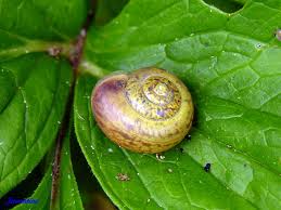 Attēlu rezultāti vaicājumam “Fruticola fruticum”