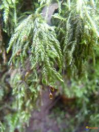 Attēlu rezultāti vaicājumam “Thamnobryum alopecurum”