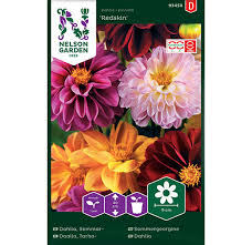 Image result for Dahlia x pinnata `Redskin`