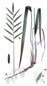 Attēlu rezultāti vaicājumam “Brachypodium pinnatum”