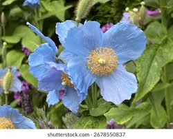 Image result for Meconopsis betonicifolia