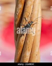 Attēlu rezultāti vaicājumam “Cortodera femorata”