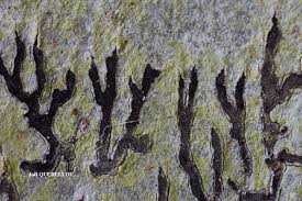 Attēlu rezultāti vaicājumam “Phaeographis dendritica”