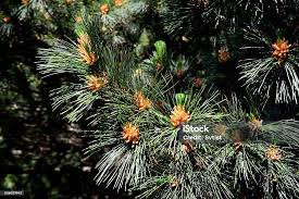 Attēlu rezultāti vaicājumam “Pinus peuce”
