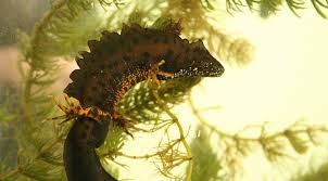 Attēlu rezultāti vaicājumam “Triturus cristatus”