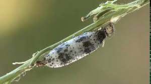 Attēlu rezultāti vaicājumam “Ichneumonidae cocoon”