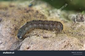 Attēlu rezultāti vaicājumam “Conistra rubiginea”