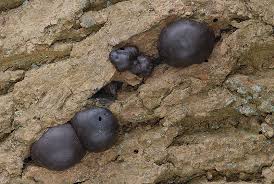 Attēlu rezultāti vaicājumam “Daldinia concentrica”