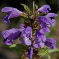 Image result for Dracocephalum moldavicum