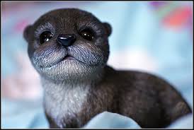 Attēlu rezultāti vaicājumam “Lutra lutra”