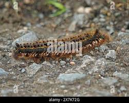 Attēlu rezultāti vaicājumam “Euthrix potatoria larva”