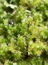 Attēlu rezultāti vaicājumam “Tritomaria”