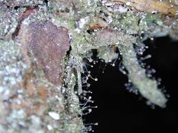 Attēlu rezultāti vaicājumam “Chaenotheca gracilenta”