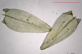 Attēlu rezultāti vaicājumam “Straminergon stramineum”