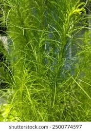 Attēlu rezultāti vaicājumam “Najas marina”