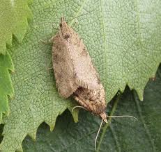 Attēlu rezultāti vaicājumam “Capua vulgana”