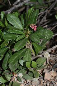 Attēlu rezultāti vaicājumam “Chimaphila umbellata leaf”