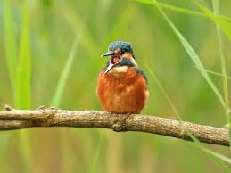 Image result for Kingfisher Twirling Team