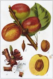 Attēlu rezultāti vaicājumam “Prunus armeniaca fruit”
