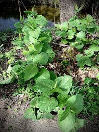 Attēlu rezultāti vaicājumam “Reynoutria sachalinensis fruit”