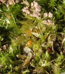 Attēlu rezultāti vaicājumam “Funariales”