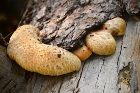 Attēlu rezultāti vaicājumam “Lentinus lepideus”