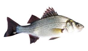 Image result for Morone americana