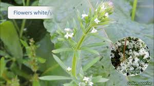 Attēlu rezultāti vaicājumam “Rubiaceae”