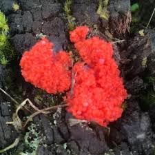 Attēlu rezultāti vaicājumam “Tubiferaceae”